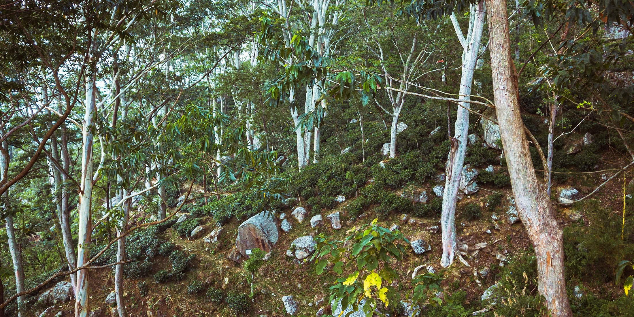 Une visite d’un domaine de thé en biodynamie, en train entre les crêtes brumeuses au cœur des montagnes au Sri Lanka